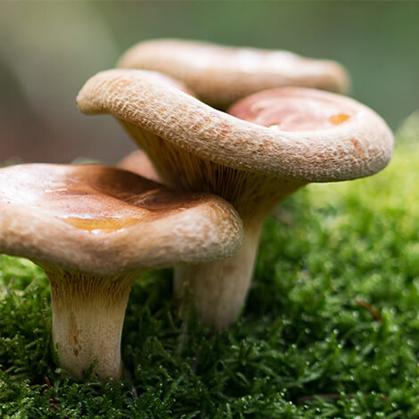 Medicinal Mushroom